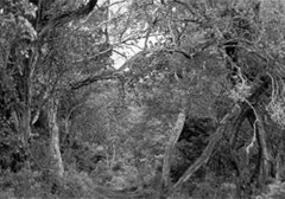 An indigenous forest, like the Mukogodo, in the Aberdare mountains of Kenya.