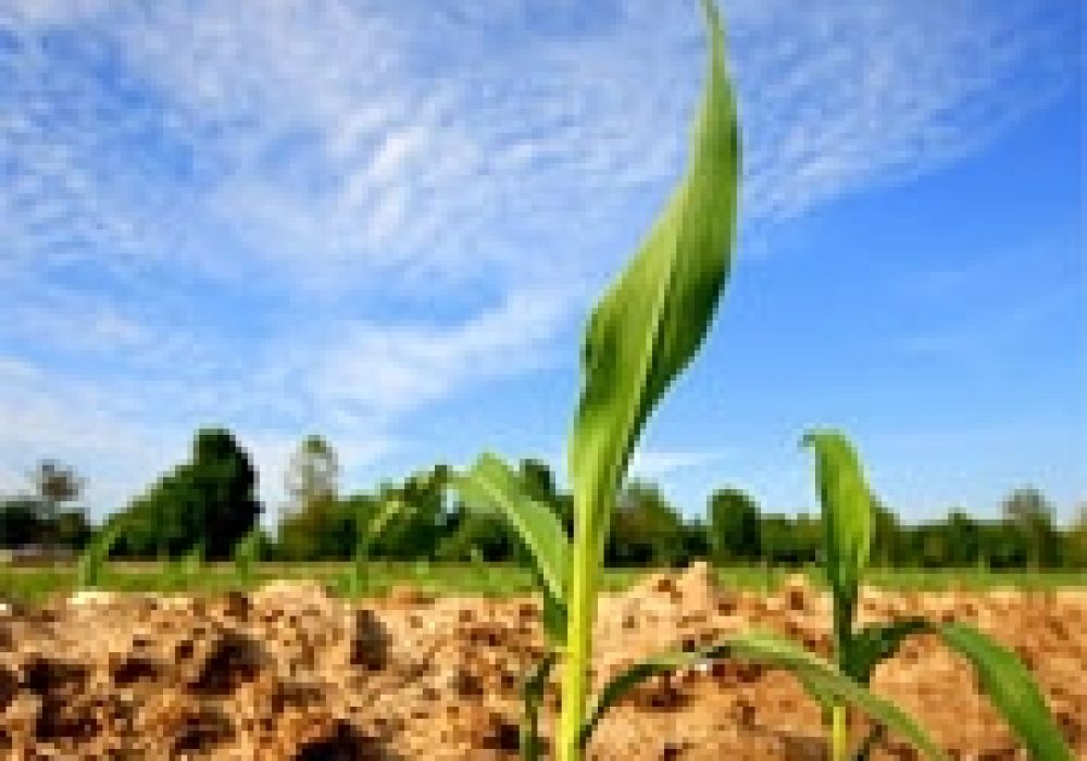Corn is the primary U.S. agrofuel crop. <br>Photo by <a href="http://www.flickr.com/photos/o_caritas/514212557/">Patrick T. Power</a> (<a href="http://creativecommons.org/licenses/by-nc-nd/2.0/deed.en-us">CC</a>).