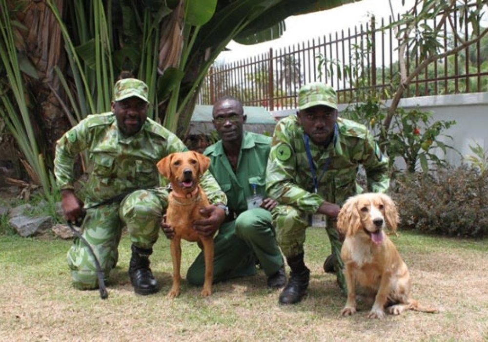Gabonese National Park detection dog unit with Cooper and Lumi. CREDIT: Ruth Starkey &copy; WCS