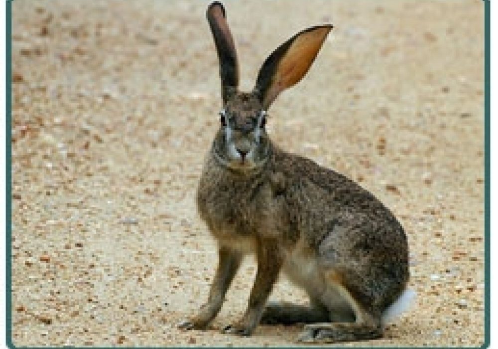 Scrub Hare/Vlakhaas (Lepus Capensis) by <a href="http://www.flickr.com/photos/arnolouise/" target=_blank">Arno & Louise</a> (<a href="http://creativecommons.org/licenses/by-nc-sa/2.0/deed.en" target=_blank">CC</a>)
