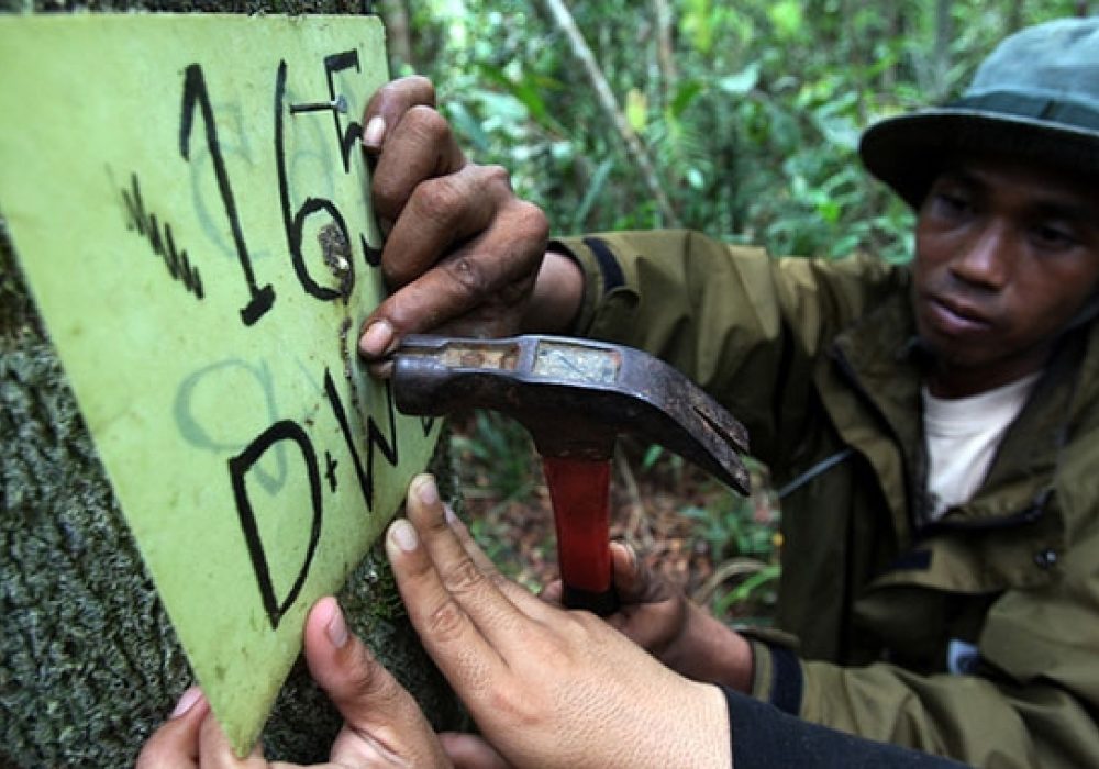 Kalimantan, Indonesia. CREDIT: <a href="https://www.flickr.com/photos/cifor/8207797718/">CIFOR</a> (<a href="https://creativecommons.org/licenses/by-sa/2.0/">CC</a>).