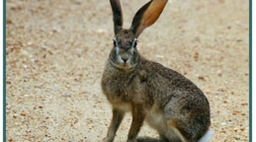 Scrub Hare/Vlakhaas (Lepus Capensis) by <a href="http://www.flickr.com/photos/arnolouise/" target=_blank">Arno & Louise</a> (<a href="http://creativecommons.org/licenses/by-nc-sa/2.0/deed.en" target=_blank">CC</a>)