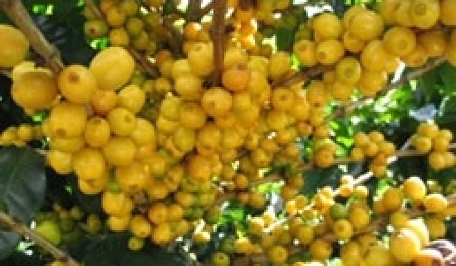 Yellow Catuaí, a variety of <em>Coffea arabica</em>