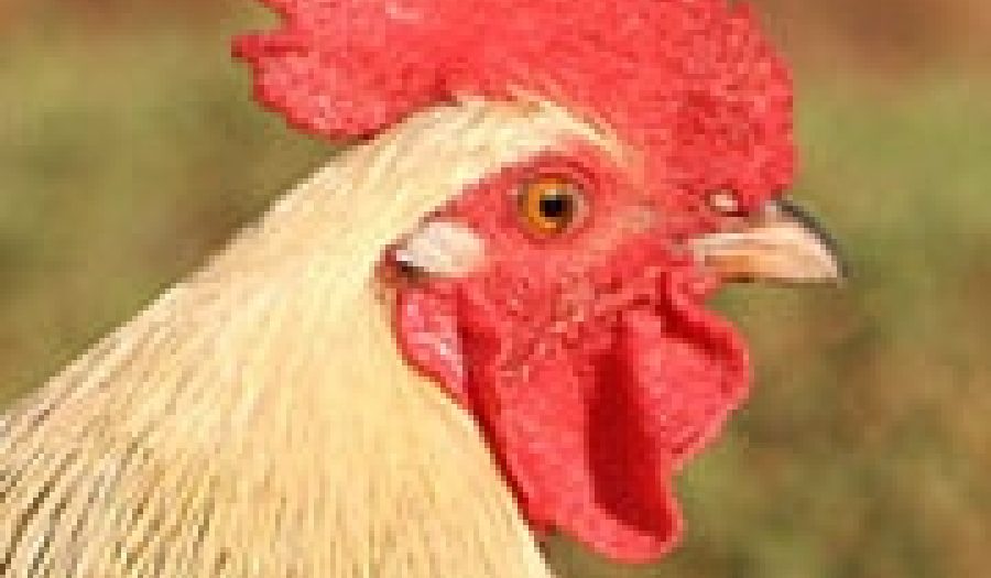 Rooster