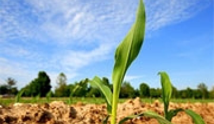Corn is the primary U.S. agrofuel crop. <br>Photo by <a href="http://www.flickr.com/photos/o_caritas/514212557/">Patrick T. Power</a> (<a href="http://creativecommons.org/licenses/by-nc-nd/2.0/deed.en-us">CC</a>).