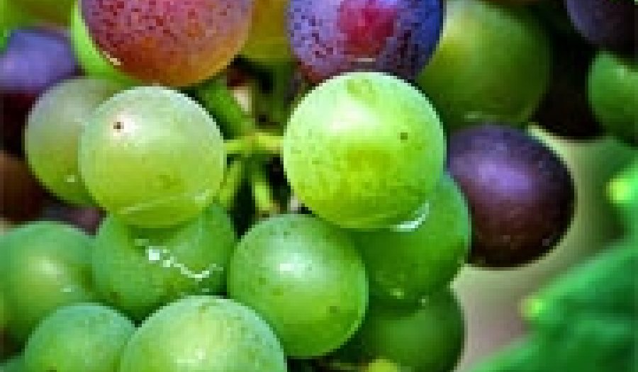 Wine grapes grown in Oregon. Photo by <br><a href="http://flickr.com/photos/dklimke/1327193292/in/set-72157601874434985/">Dan Klimke</a> (<a href="http://creativecommons.org/licenses/by-nc-sa/2.0/deed.en">CC</a>).