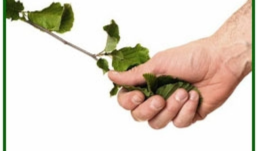 Green handshake. Credit: <a href="http://www.flickr.com/photos/placbo/2515431803/">placbo</a> (<a href="http://creativecommons.org/licenses/by-nc-sa/2.0/deed.en">CC</a>).
